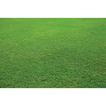 Natural  Grass