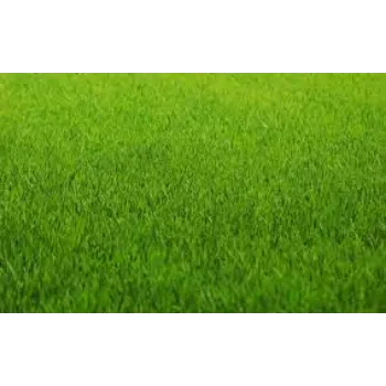Organic Natural Grass