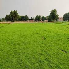 Natural Grass