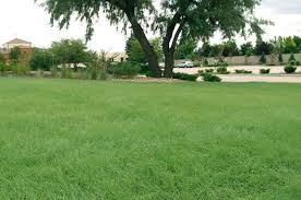 Natural Grass