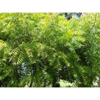 Organic Neem Tree