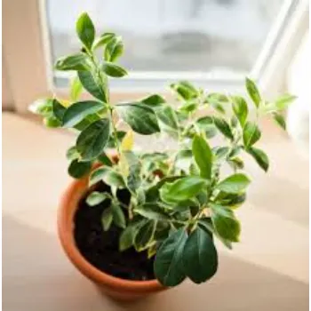 Orange Plant