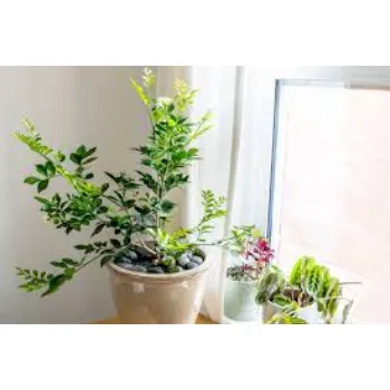 Orange Plant