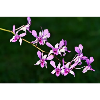 Orchid Flower