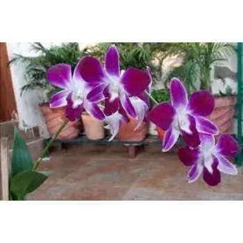 Fresh Orchids Flowers