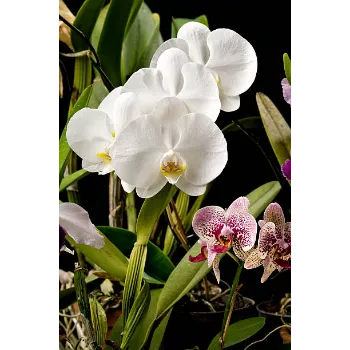 Fresh Orchid Flower