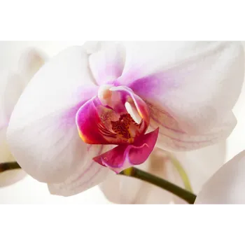 Fresh Orchid Flower