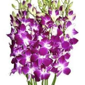Fresh Orchid Flowers