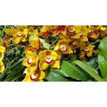   Fresh Orchids