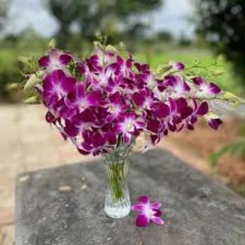 Fresh Orchid Flowers