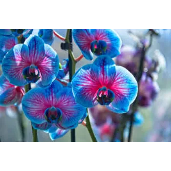 fresh Orchids