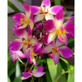 Fresh Orchid Flowers Manufacturer