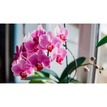 Organic Orchids