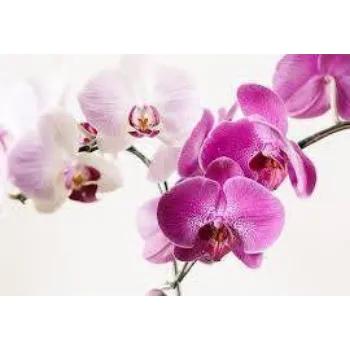 Fresh Orchids Flowers