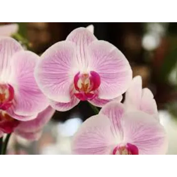 Natural Orchids Flower