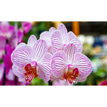 Natural Orchids