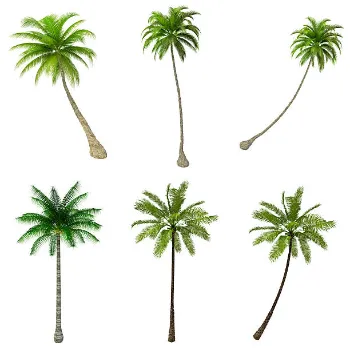  Natural Palm Trees