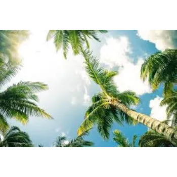 Organic Palm Tree