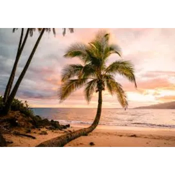 Natural Palm Tree