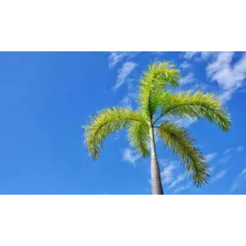 Fresh Palm Tree