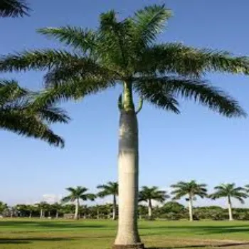 Natural Palm Tree
