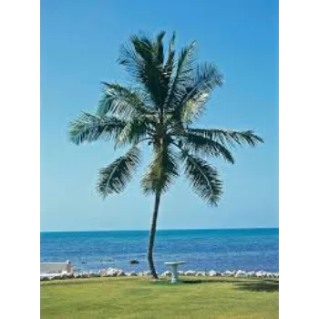 Organic Palm Tree