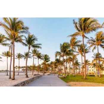 Natural Palm Tree