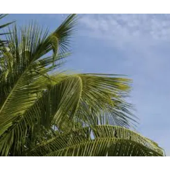 Fresh Palm Tree