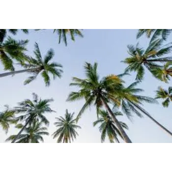 Natural Palm Tree