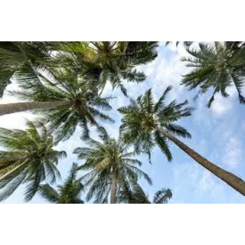 Natural Palm Tree