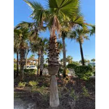 Natural Palm Tree