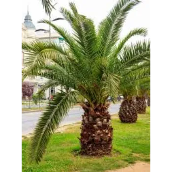 Organic Palm Tree