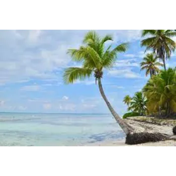 Organic Palm Tree