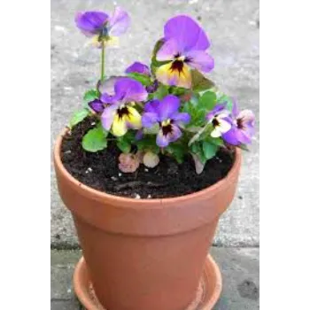 Pansy Plant