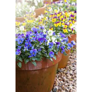 Pansy Plant