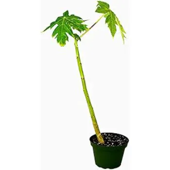 Papaya Plant