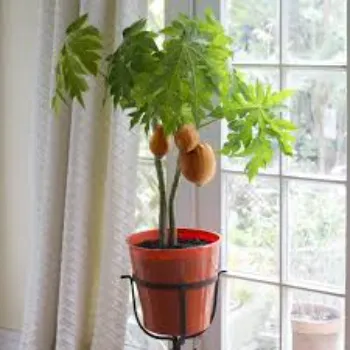 Papaya Plant