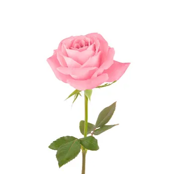 Pink Rose