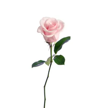 Herbal Pink Rose