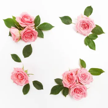 Pink Rose