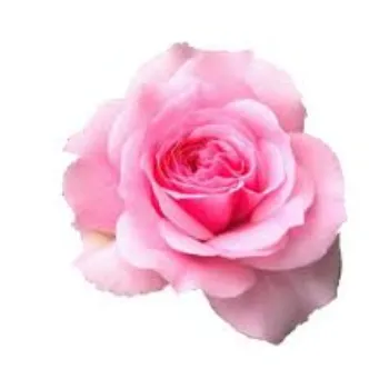 Natural Pink Rose 