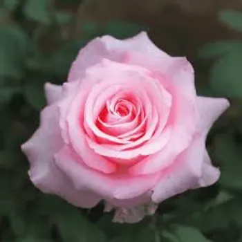 Fresh Pink Rose