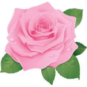 Fresh Pink Rose 