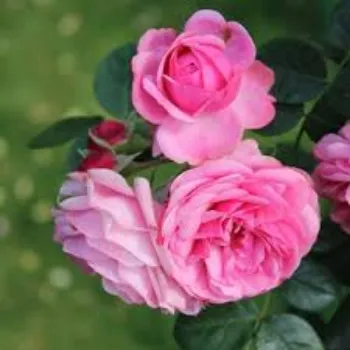 Natural  Pink Rose