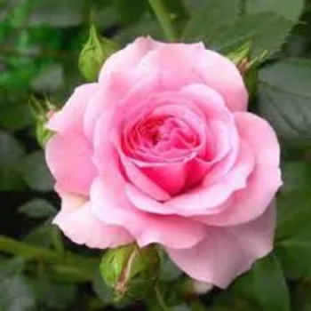 Organic Pink Rose 