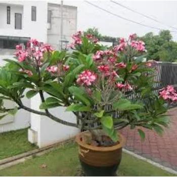 Plumeria Plant
