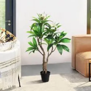 Plumeria Plant