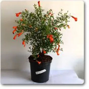 Pomegranate Plant