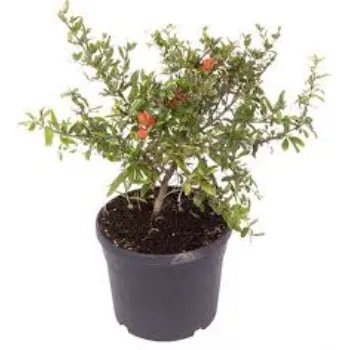 Pomegranate Plant