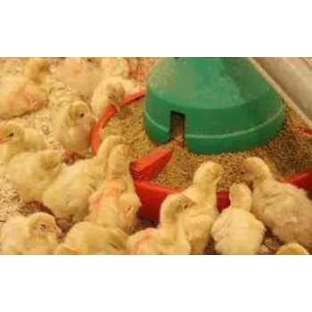  Poultry Feed